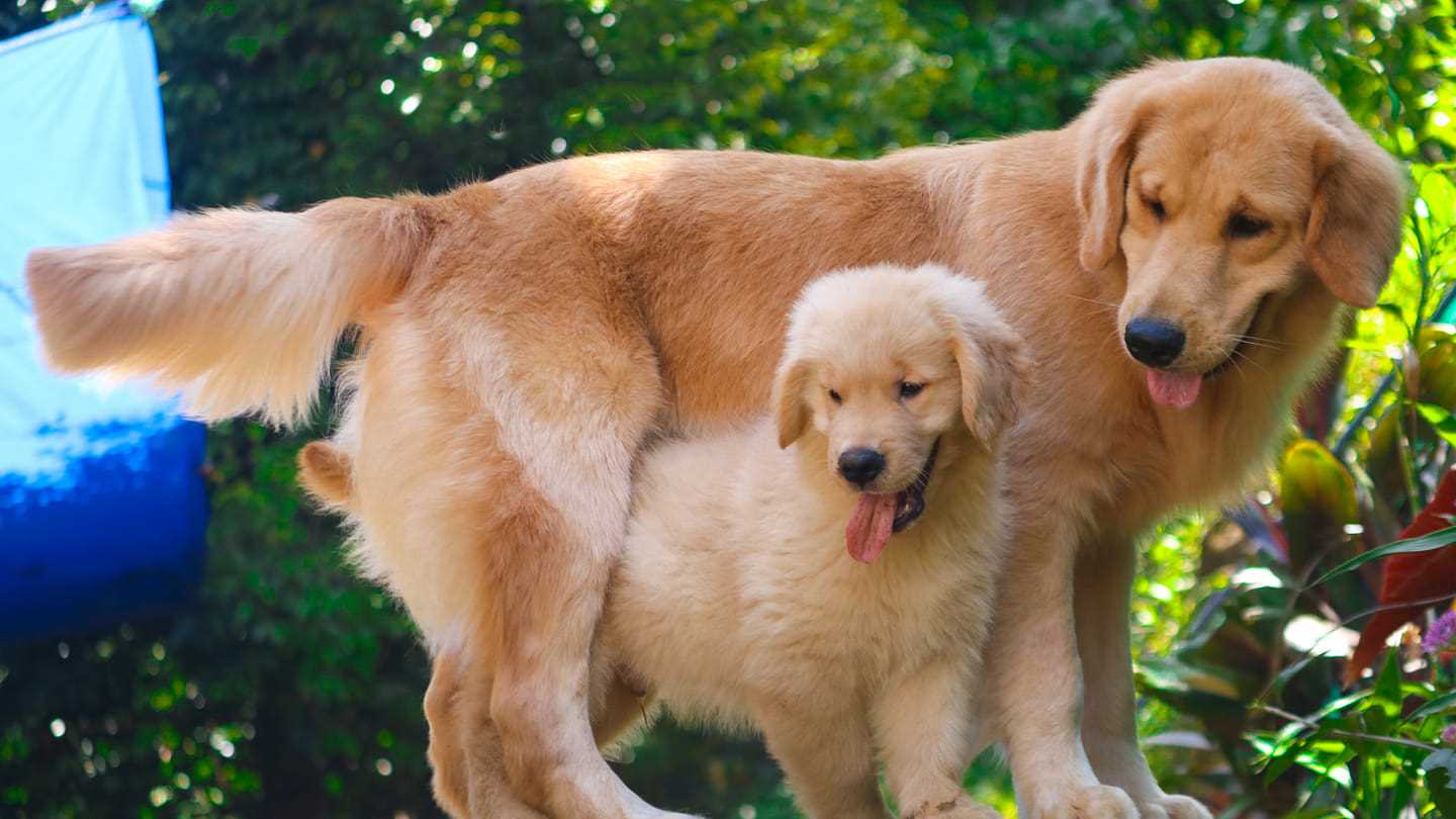 Golden Retriever For Sale In Kozhikode