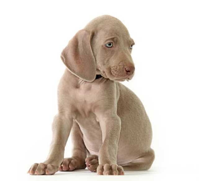 Basic Quality Weimaraner