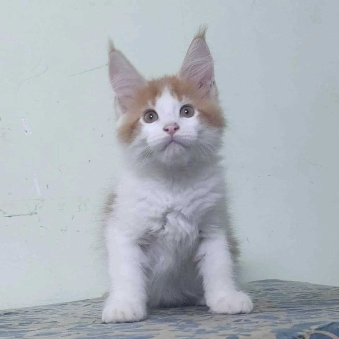 Maine Coon For Sale In Jodhpur