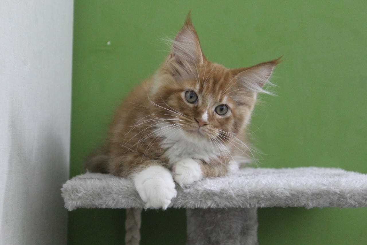 Maine Coon For Sale In Jodhpur