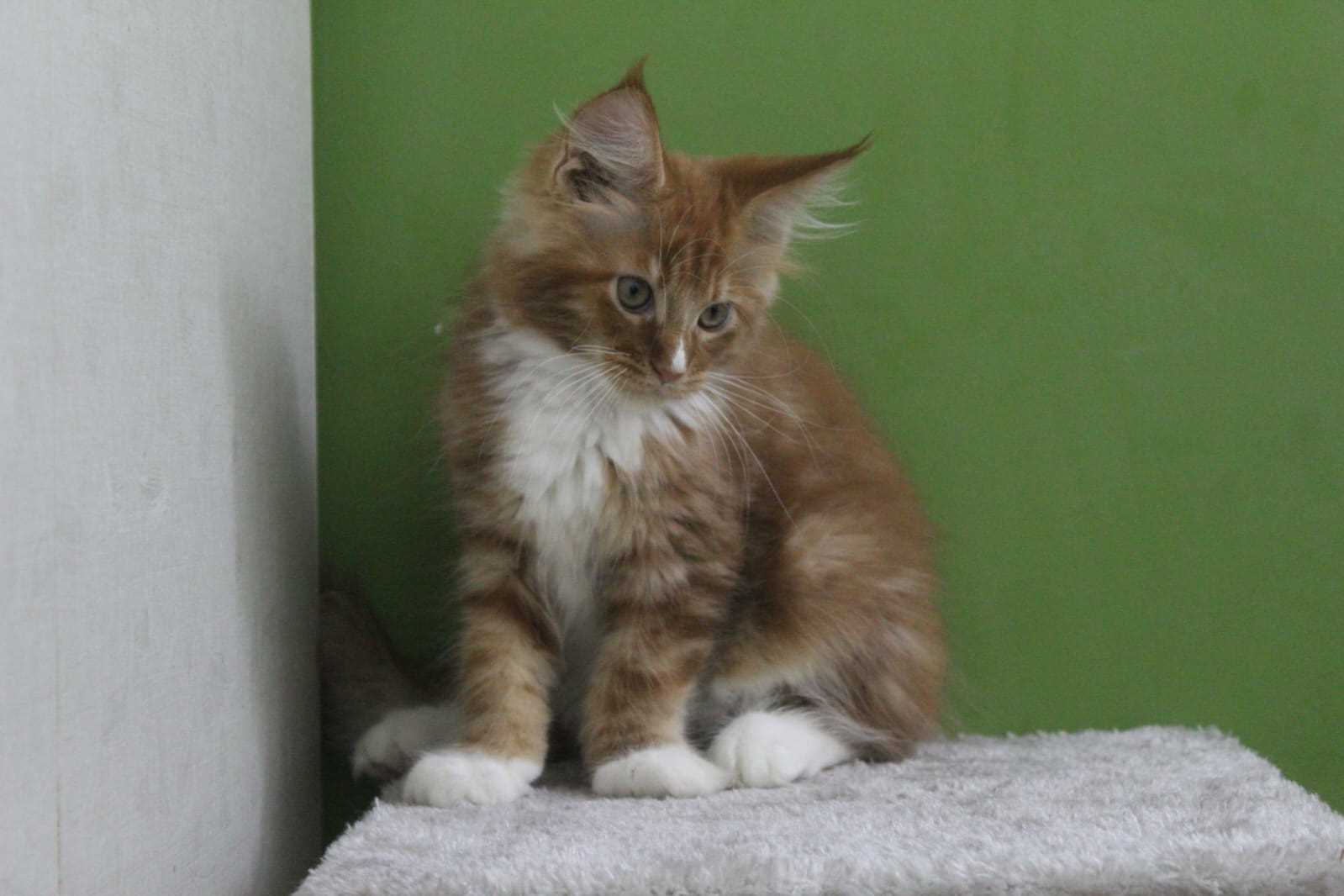 Maine Coon For Sale In Jodhpur
