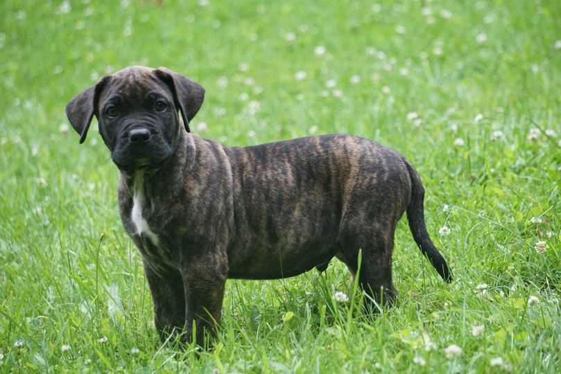 Presa Canario For Sale In Bangalore