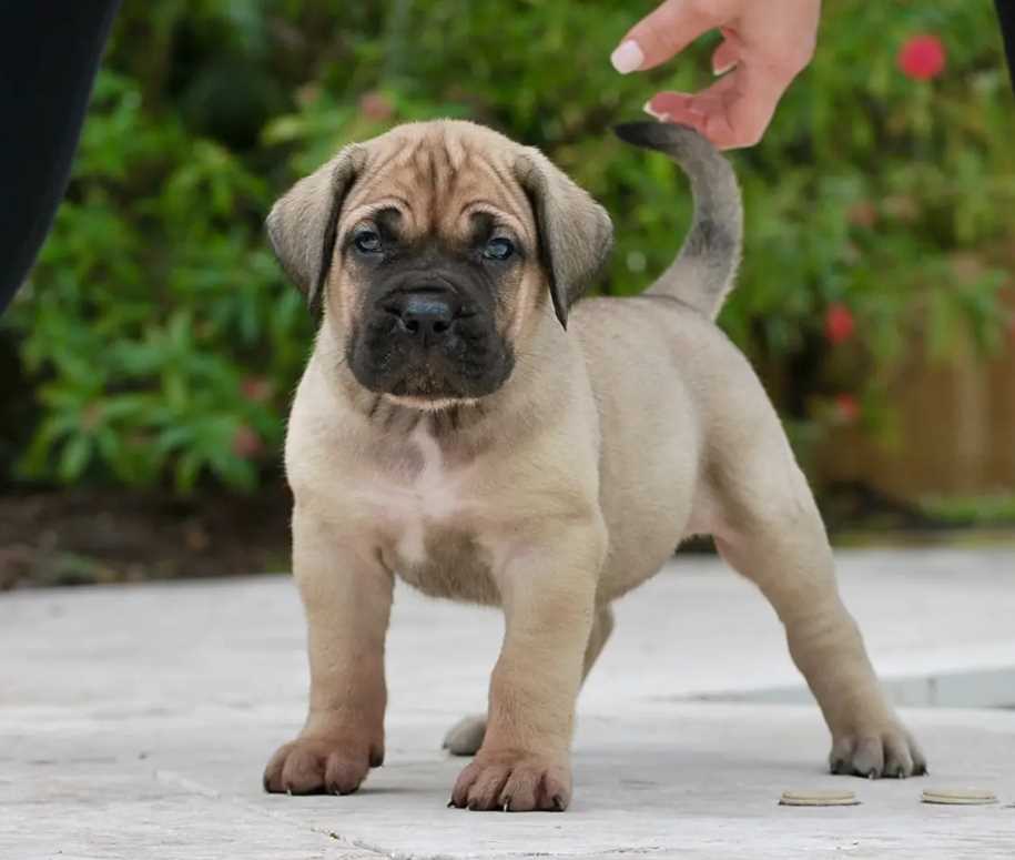 Presa Canario For Sale In Bangalore