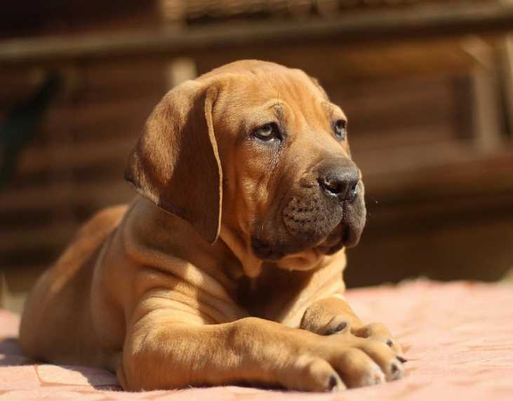 Boerboel For Sale In Bangalore