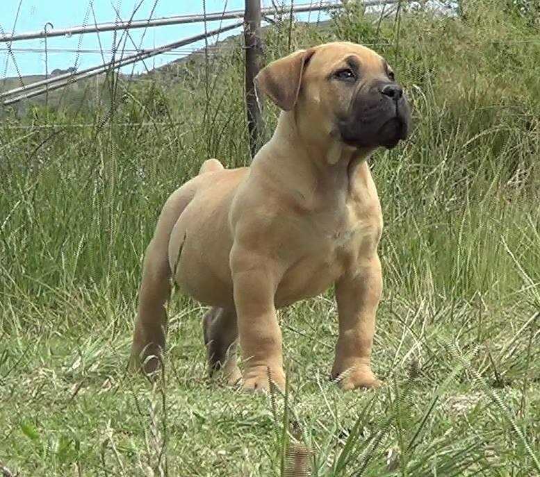 KCI Registered Boerboel