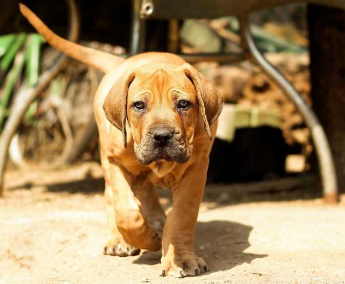 Boerboel For Sale In Bangalore