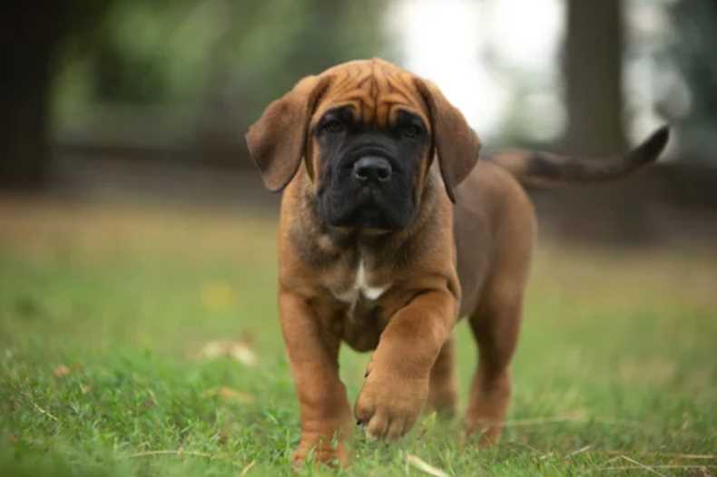 Boerboel For Sale In Bangalore