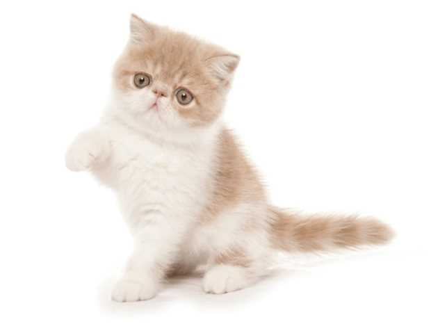 Exotic Shorthair For Sale In Delhi