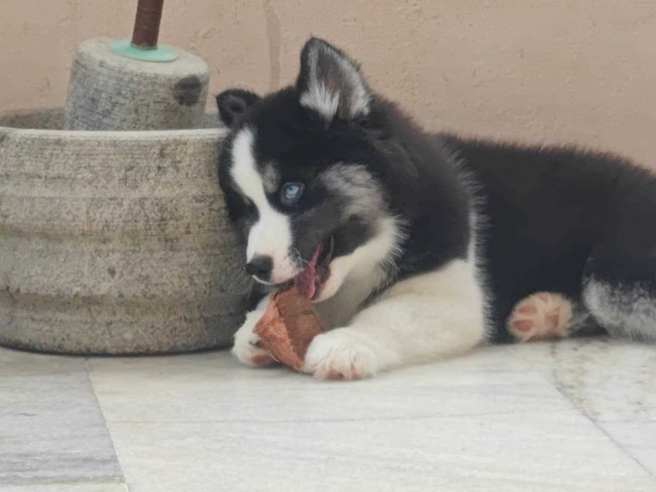 Siberian Husky For Sale In Jaipur