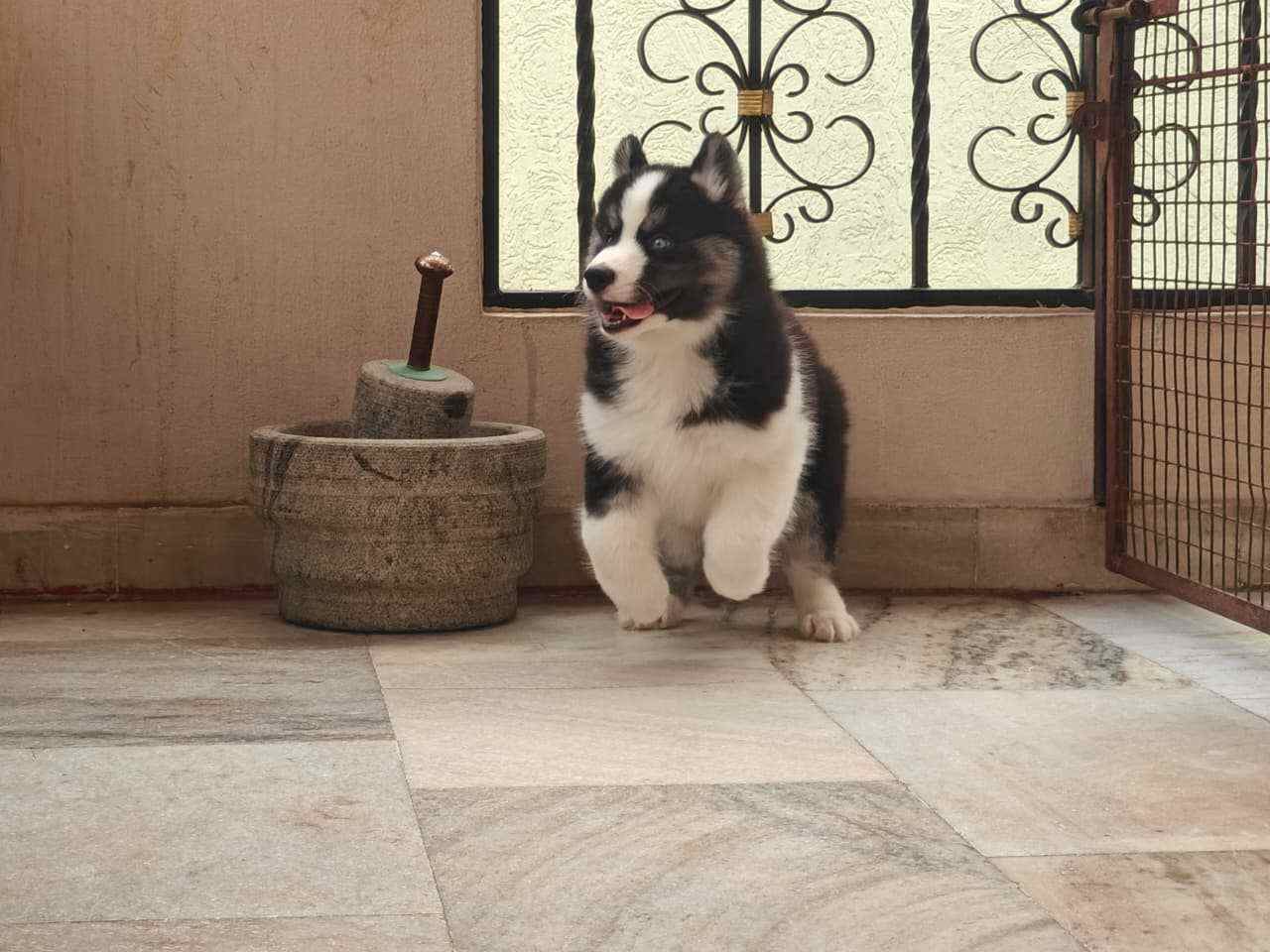 Mr n Mrs Pet