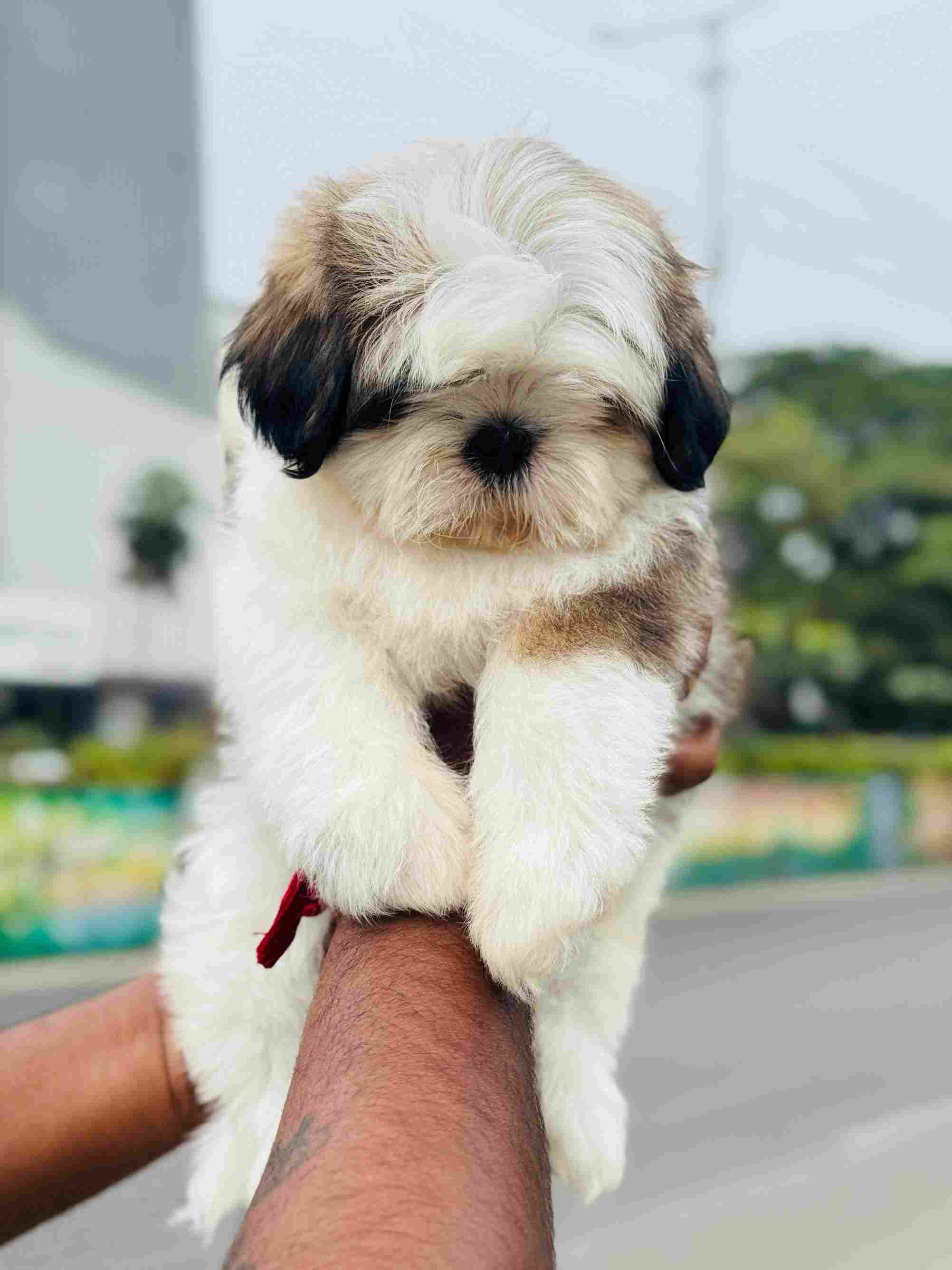 Shih Tzu For Sale In Jaipur
