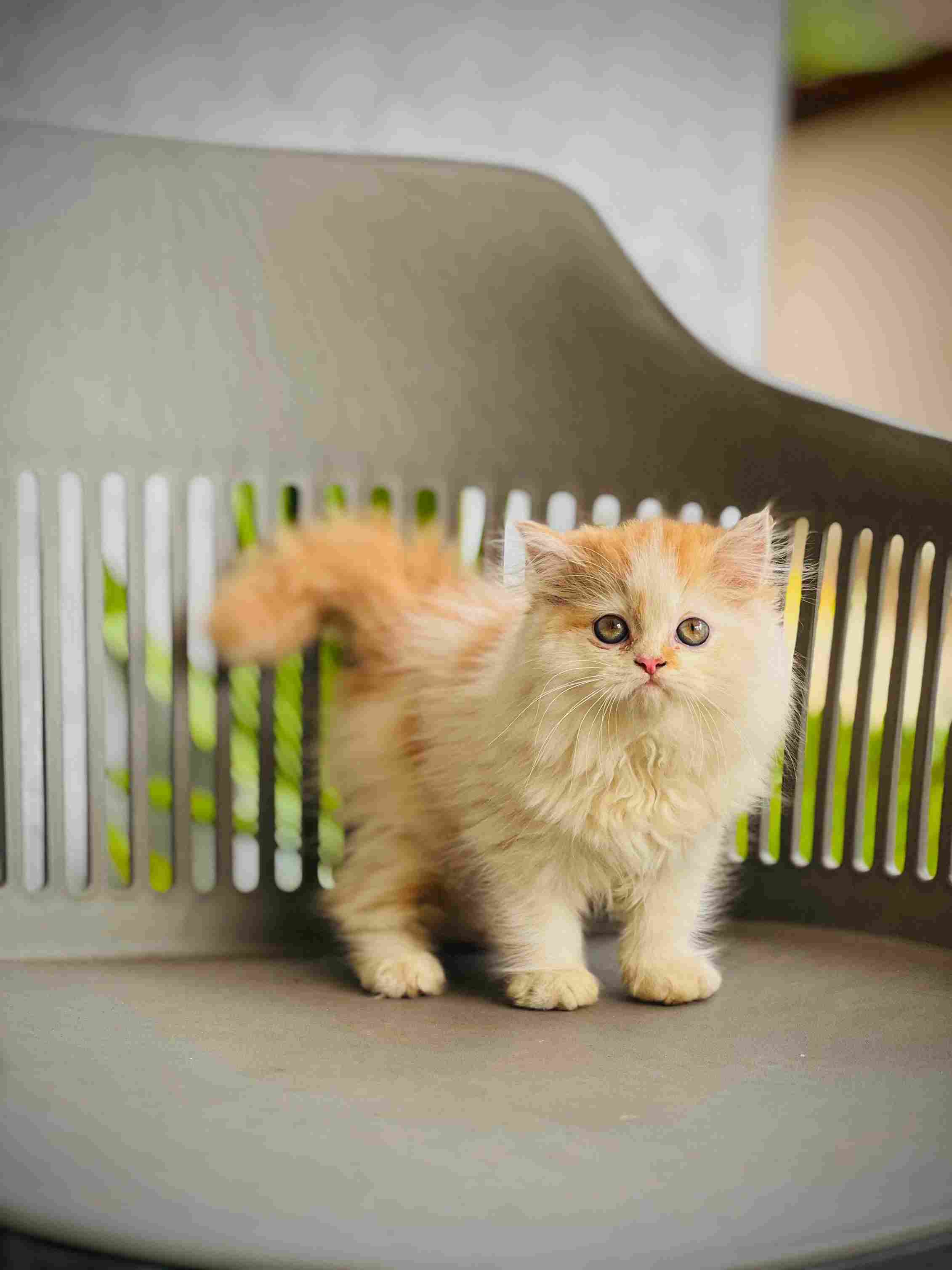 Persian For Sale In Jodhpur