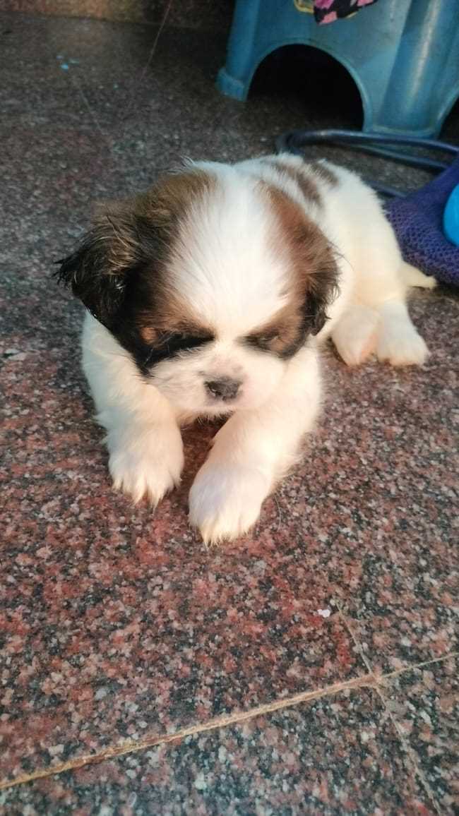 Shih Tzu For Sale In Jodhpur