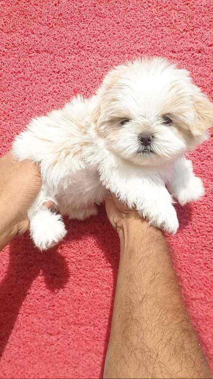 Shih Tzu For Sale In Jodhpur