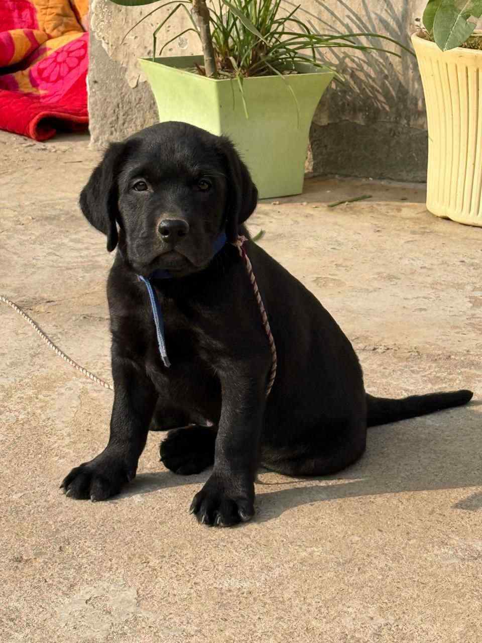 Labrador Retriever For Sale In Dehradun