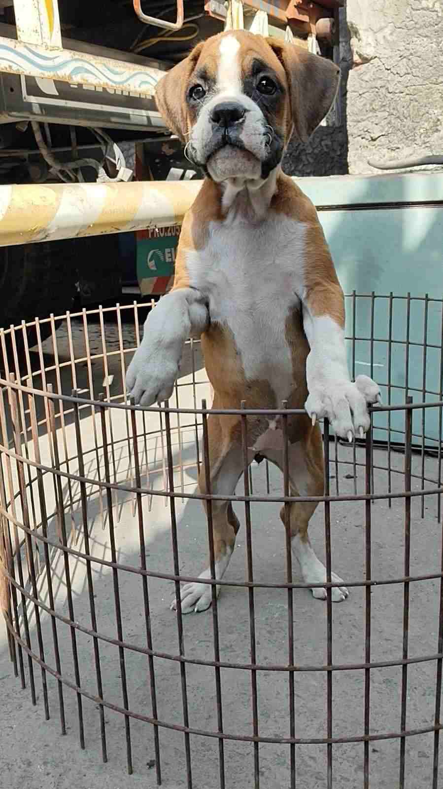 Boxer For Sale In Dehradun