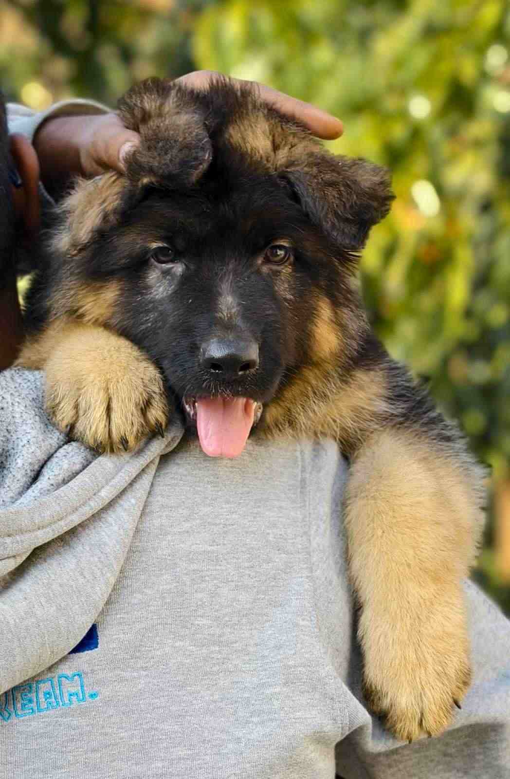 German Shepherd For Sale In Jodhpur
