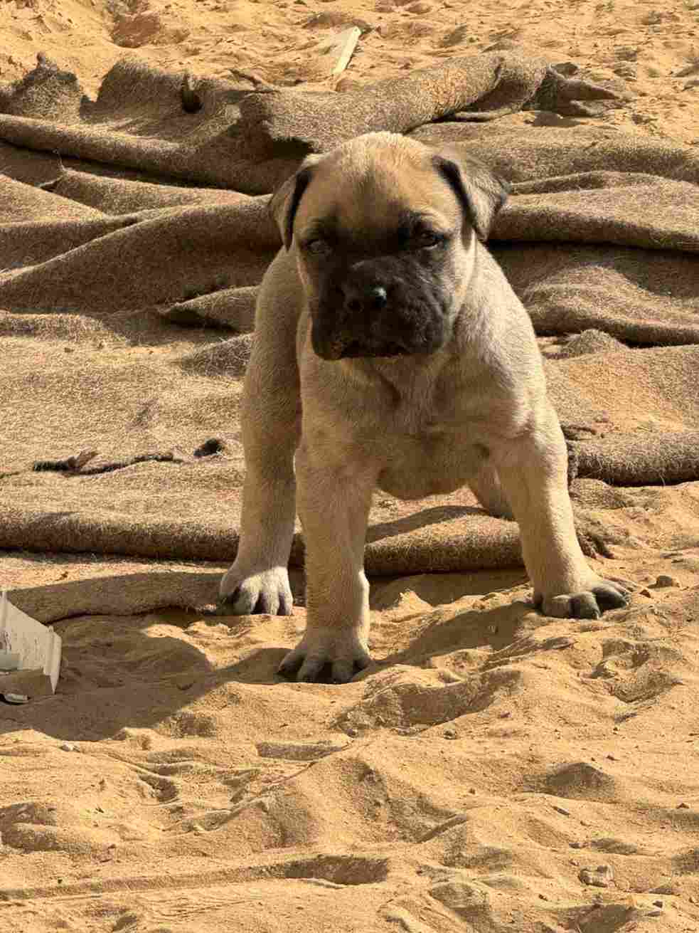 Bullmastiff For Sale In Jaipur