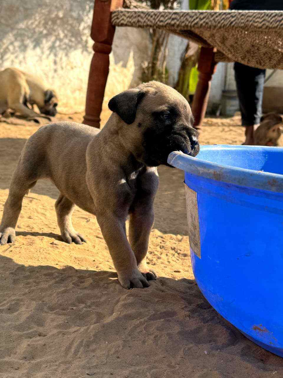 Bullmastiff For Sale In Jaipur