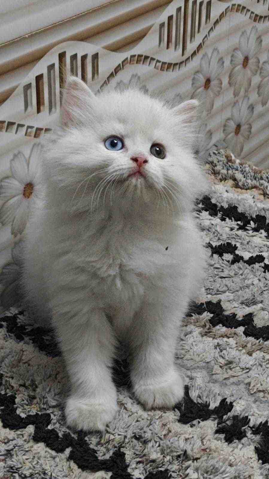 Persian For Sale In Jodhpur