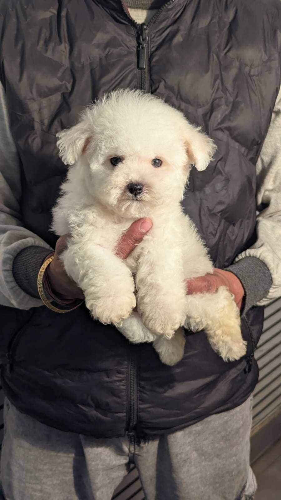 Poodle For Sale In Jodhpur