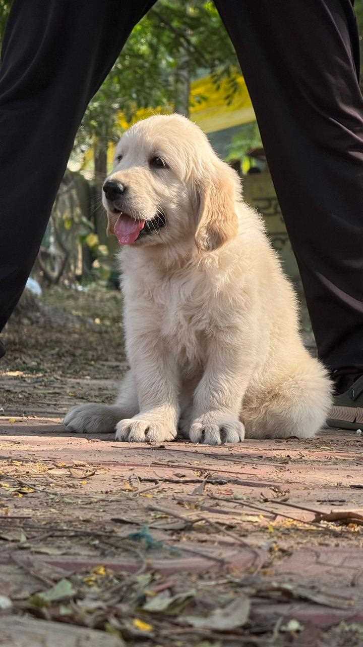 Golden Retriever For Sale In Jodhpur