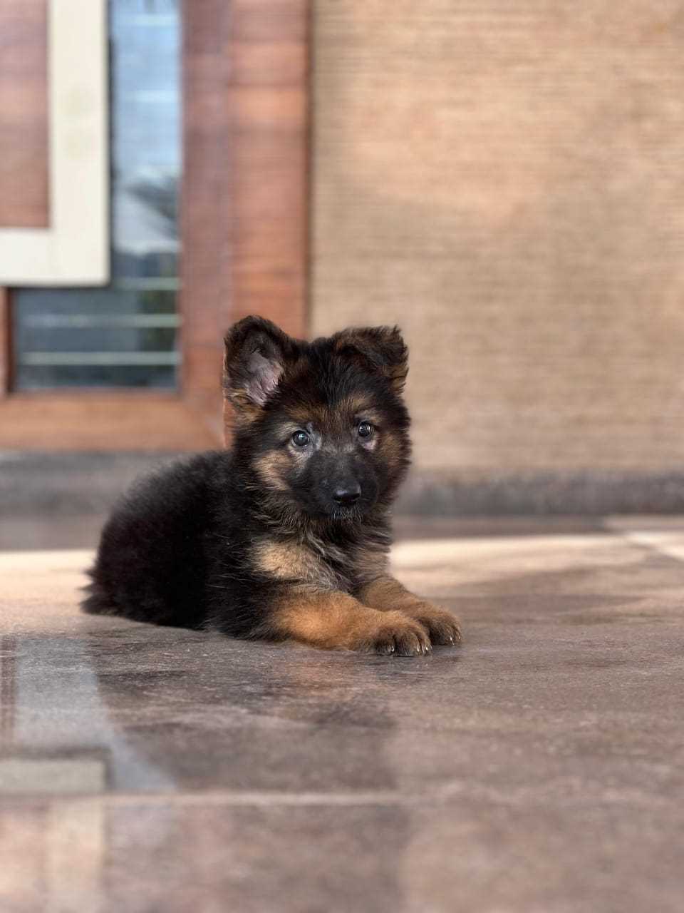 German Shepherd For Sale In Jodhpur