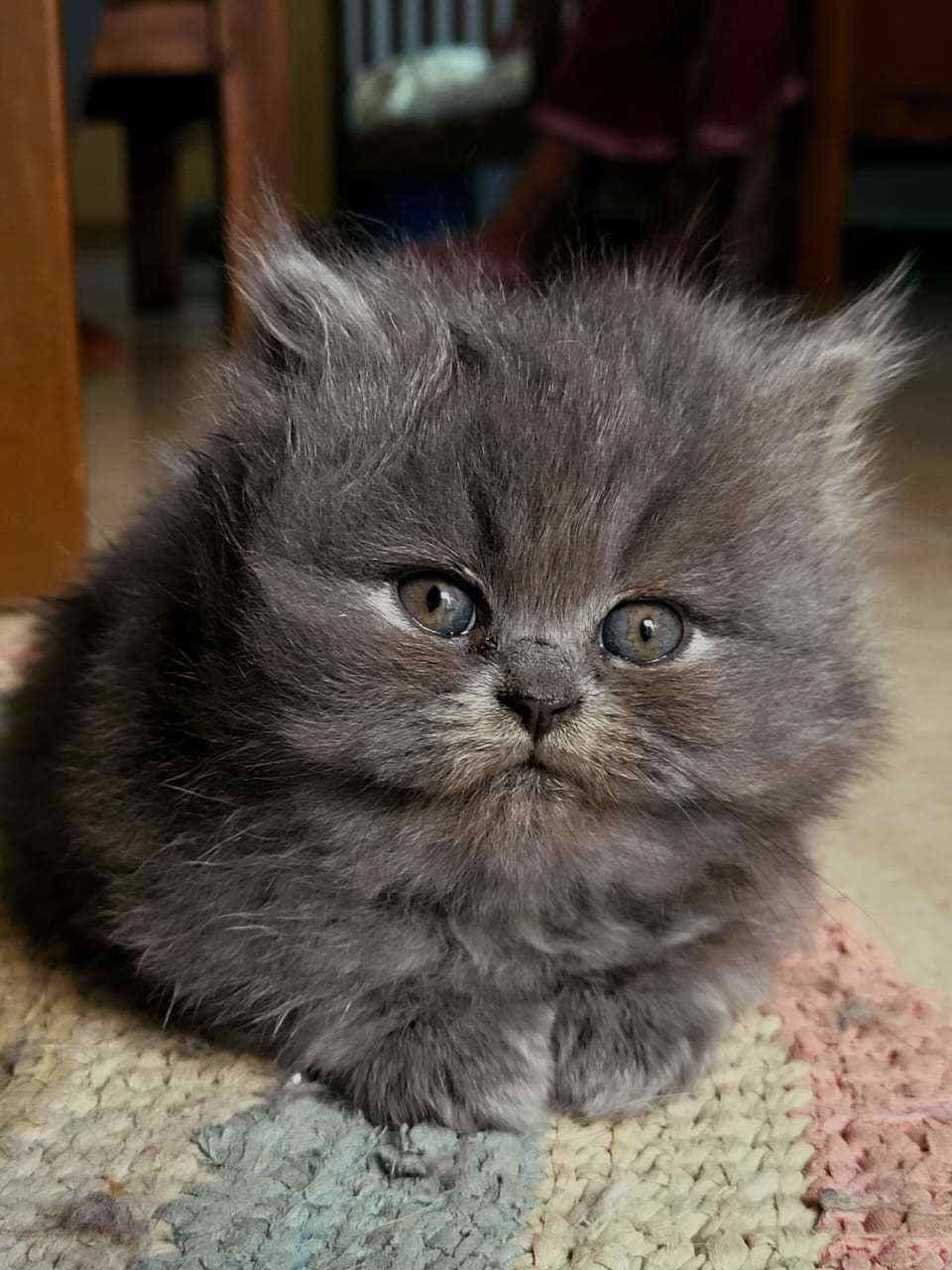 Persian For Sale In Kota