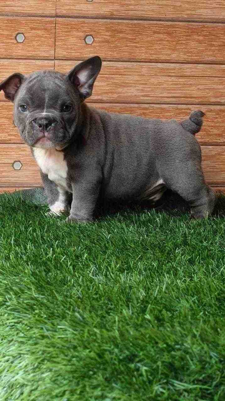 French Bulldog For Sale In Kota