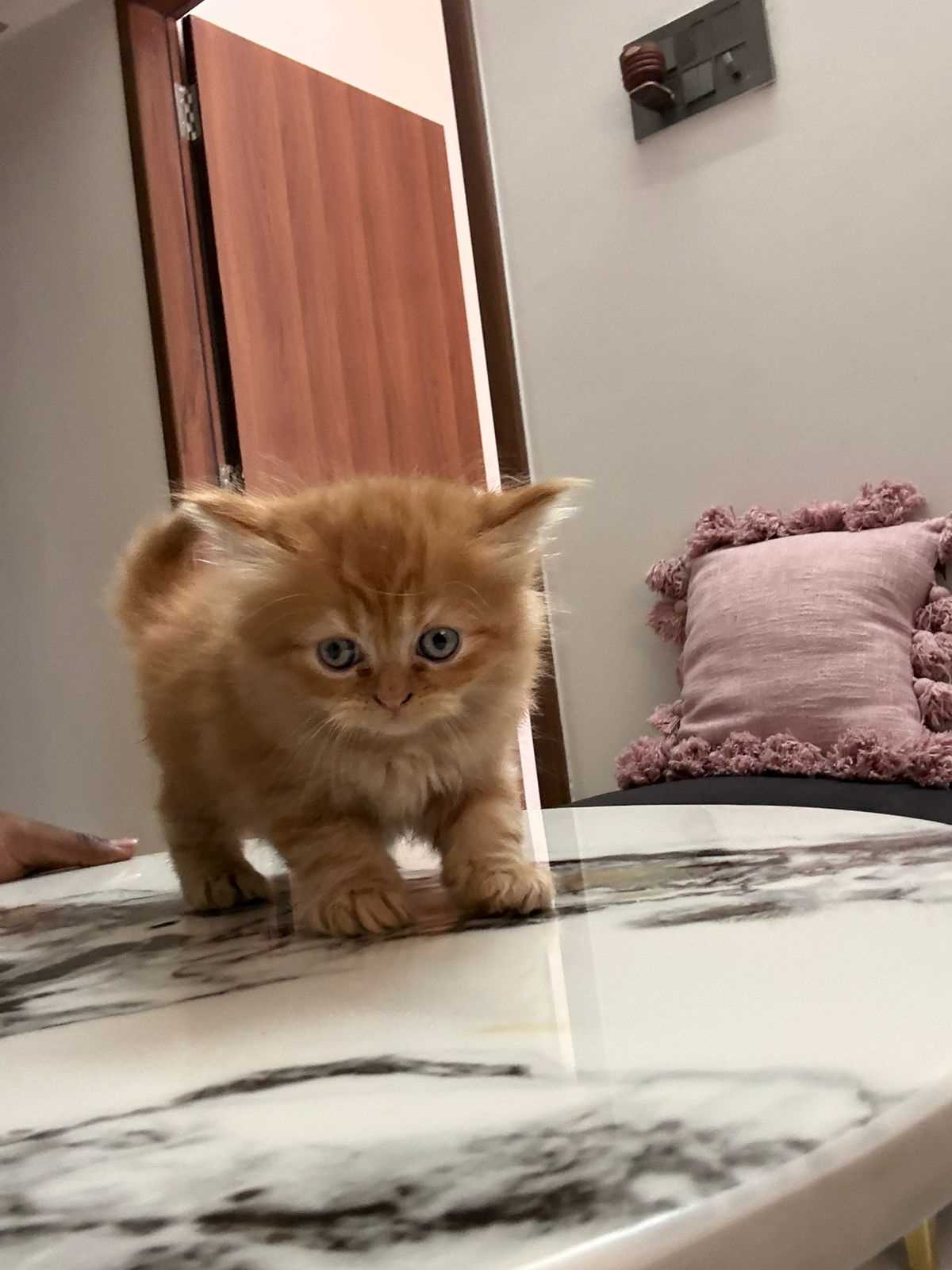 Persian For Sale In Kota