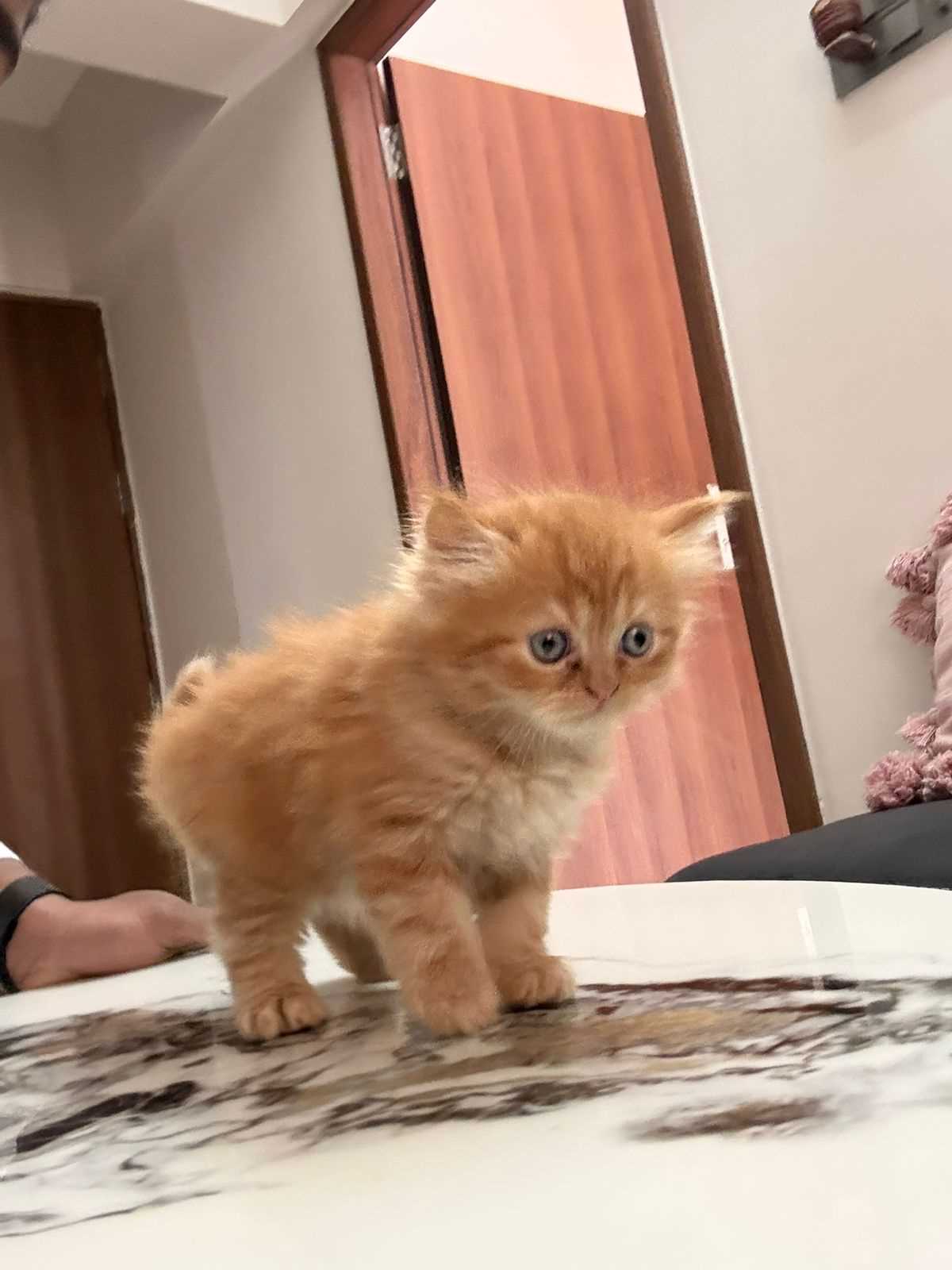 Persian For Sale In Kota