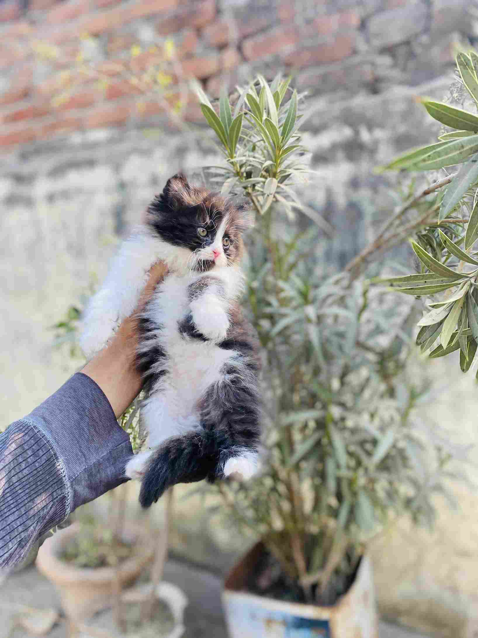 Persian For Sale In Kota