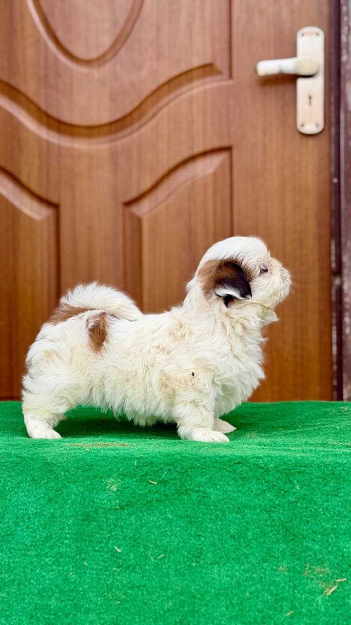 Shih Tzu For Sale In Coimbatore