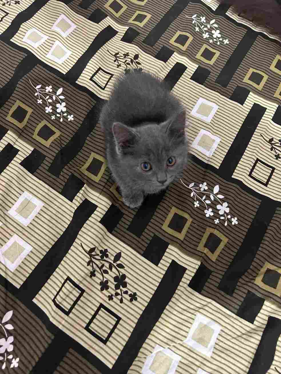 Russian Blue For Sale In Jaipur