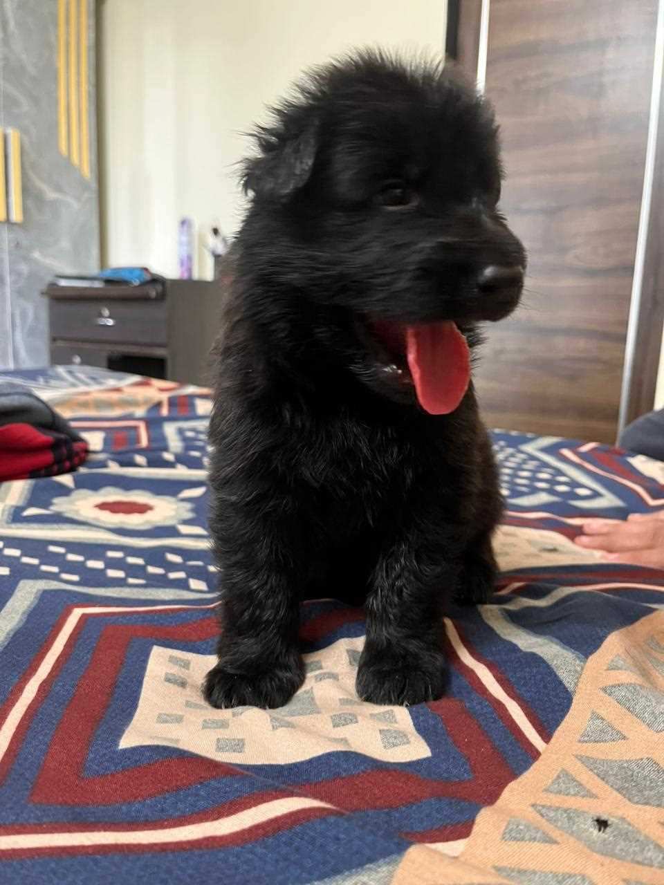 Golden Shepherd For Sale In Kota