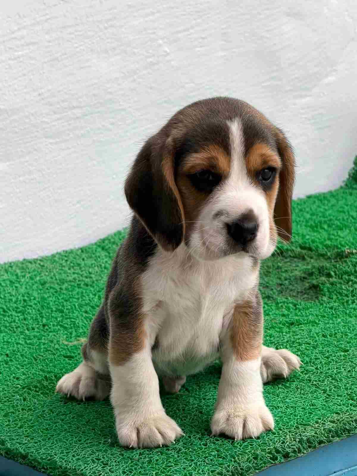 Beagle For Sale In Kota