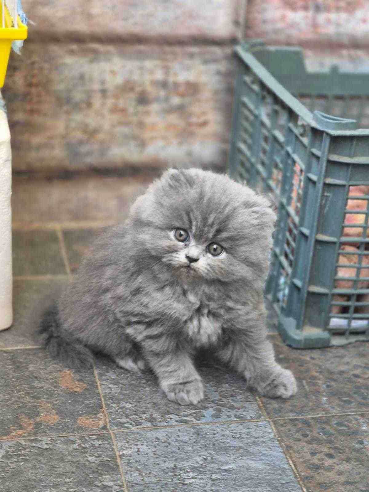 Persian For Sale In Kota