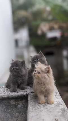 Persian For Sale In Mangalore
