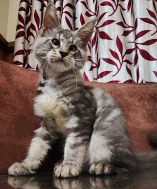 Maine Coon For Sale In Mangalore