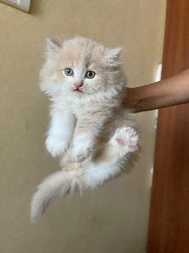 Persian For Sale In Mangalore