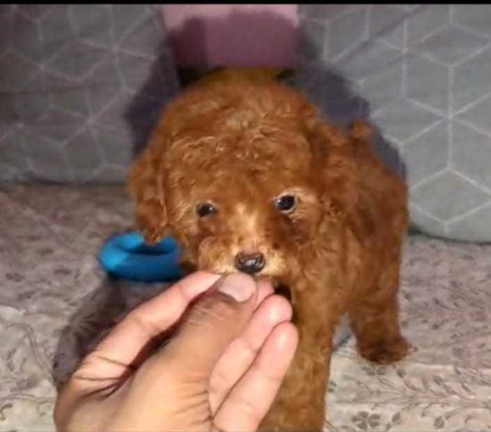 Poodle For Sale In Thiruvananthapuram