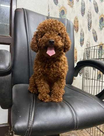 Poodle For Sale In Thiruvananthapuram