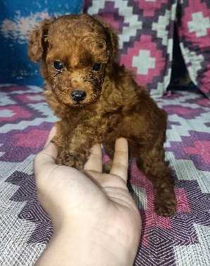 Poodle For Sale In Thiruvananthapuram