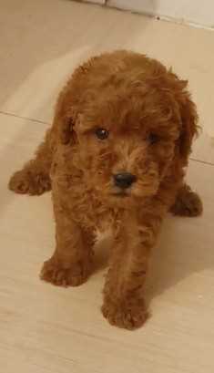 Poodle For Sale In Thiruvananthapuram