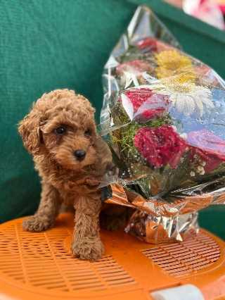 Poodle For Sale In Thiruvananthapuram