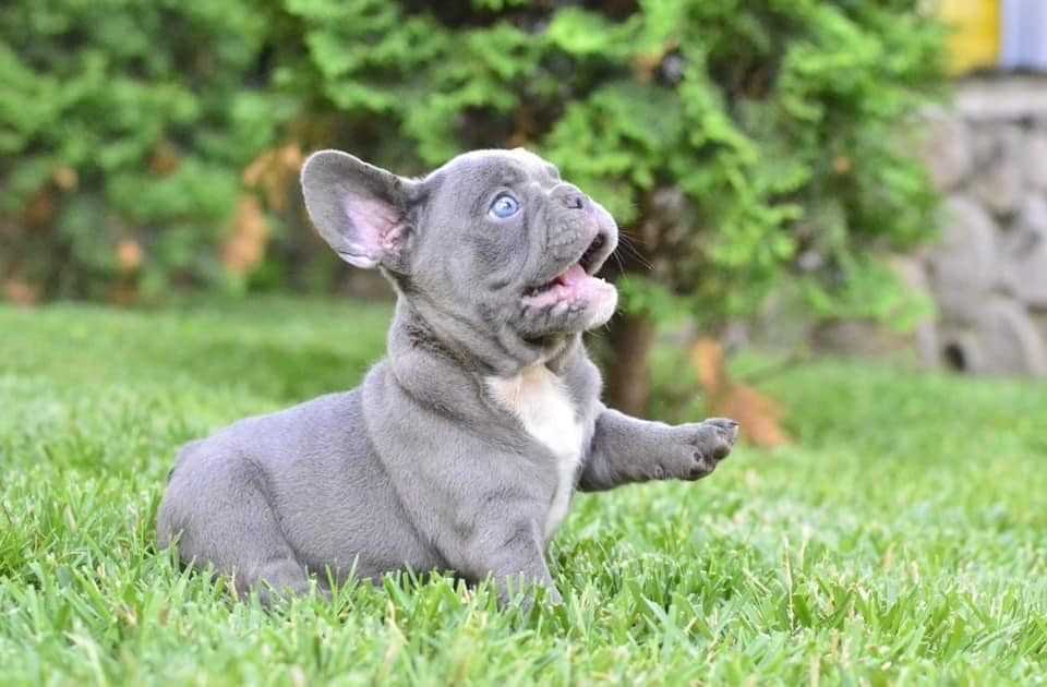 Basic Quality French Bulldog