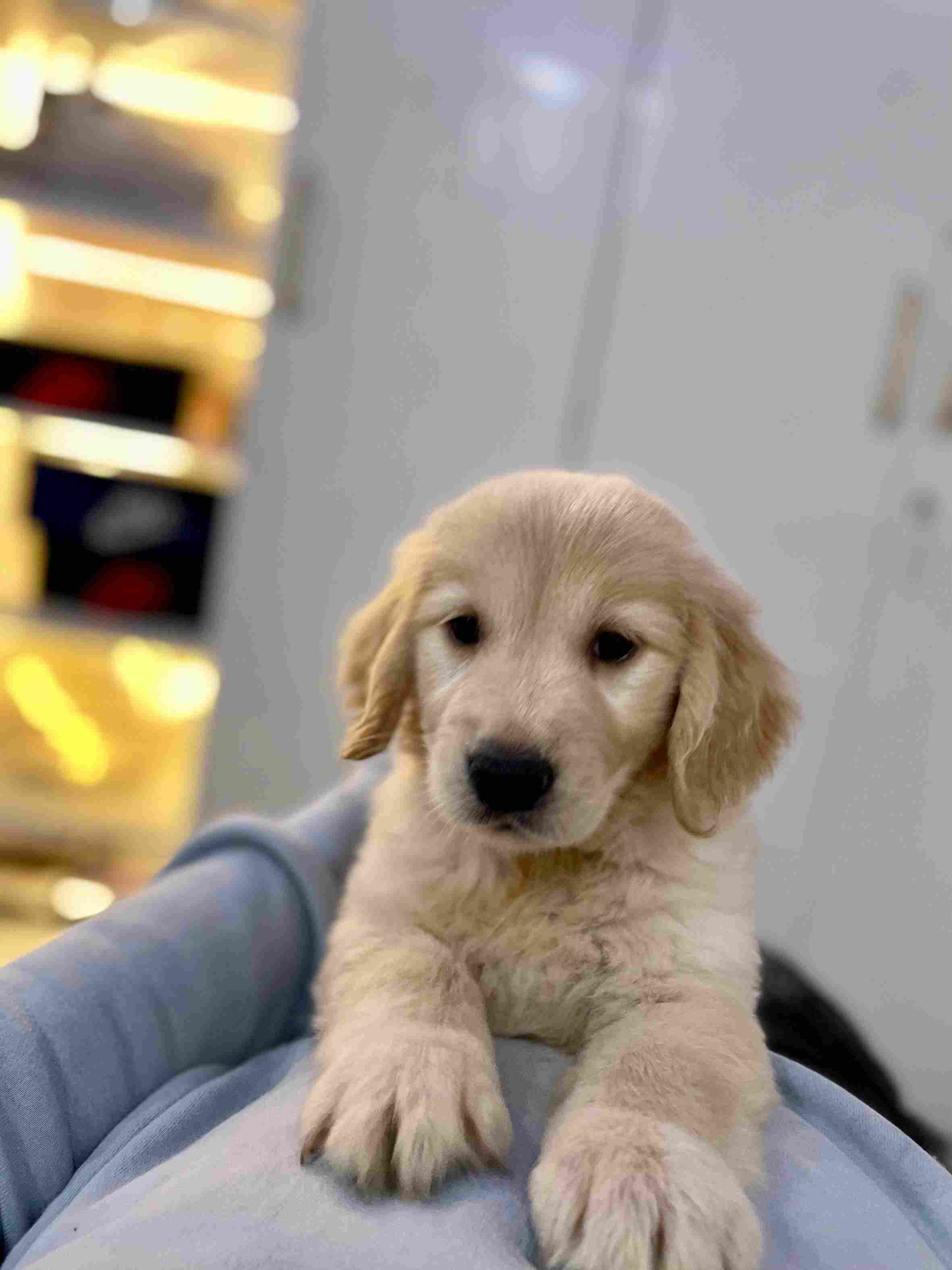 Golden Retriever For Sale In Thiruvananthapuram