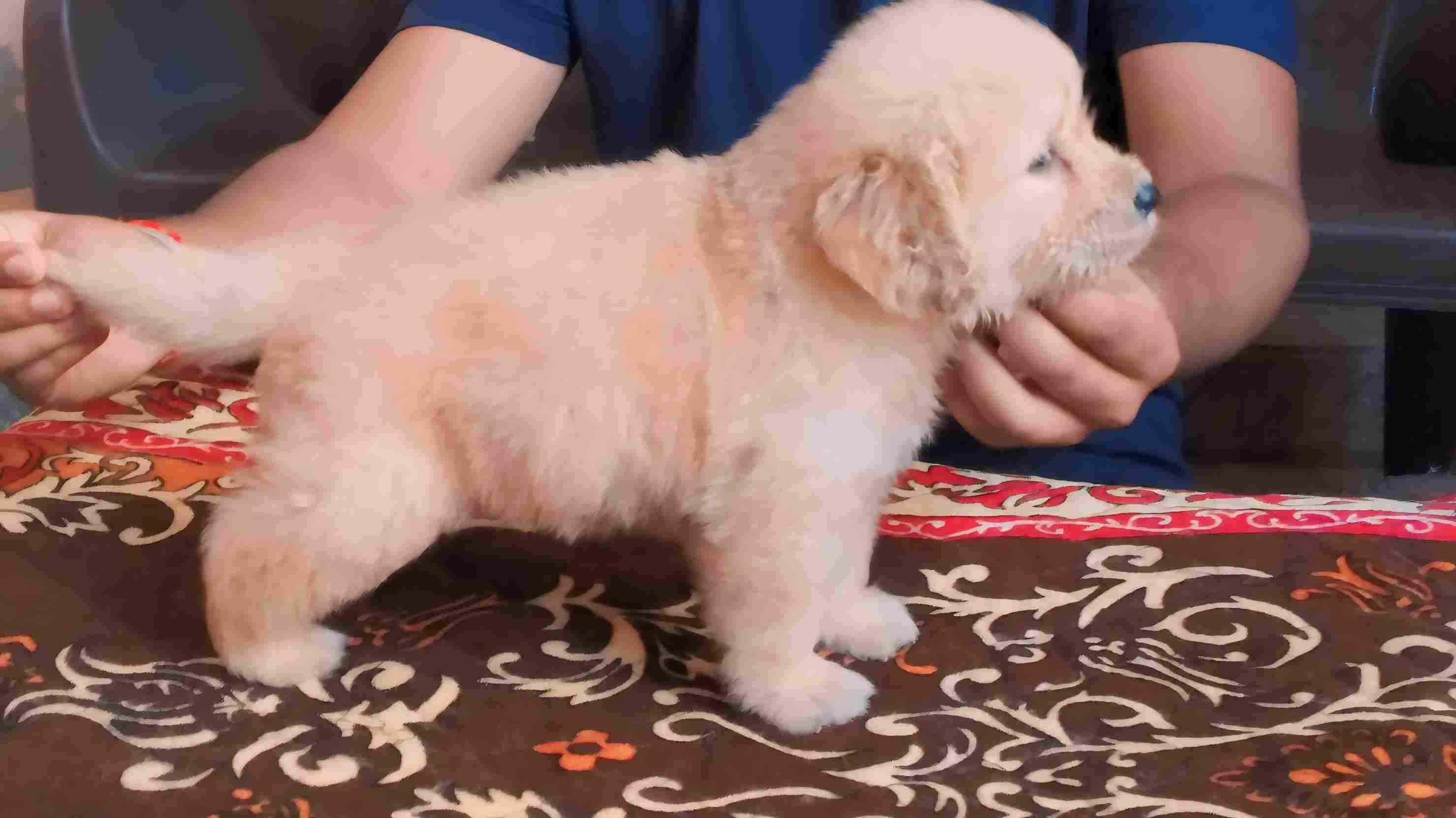 Golden Retriever For Sale In Thiruvananthapuram