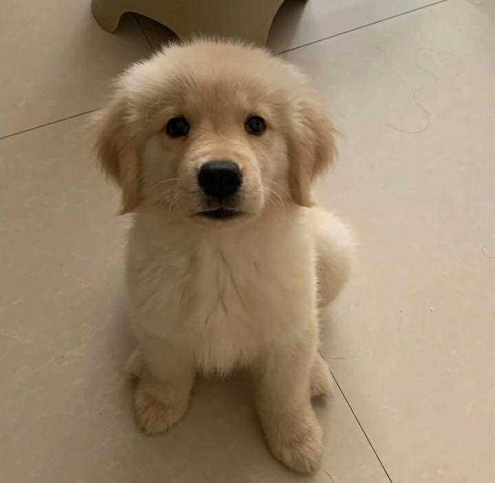 Golden Retriever For Sale In Thiruvananthapuram