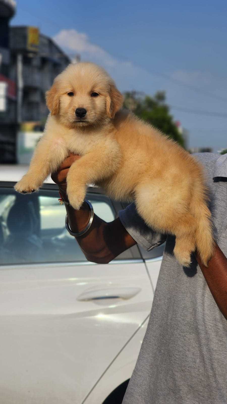 Golden Retriever For Sale In Thiruvananthapuram